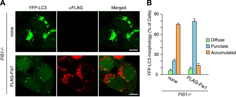 Figure 2—figure supplement 4.