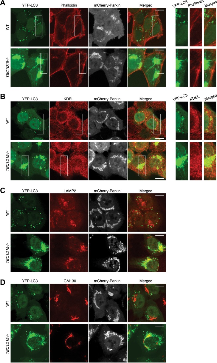 Figure 3—figure supplement 1.