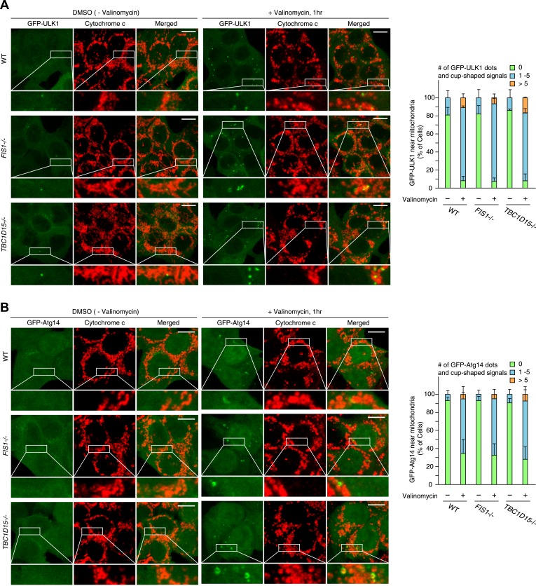 Figure 2—figure supplement 5.