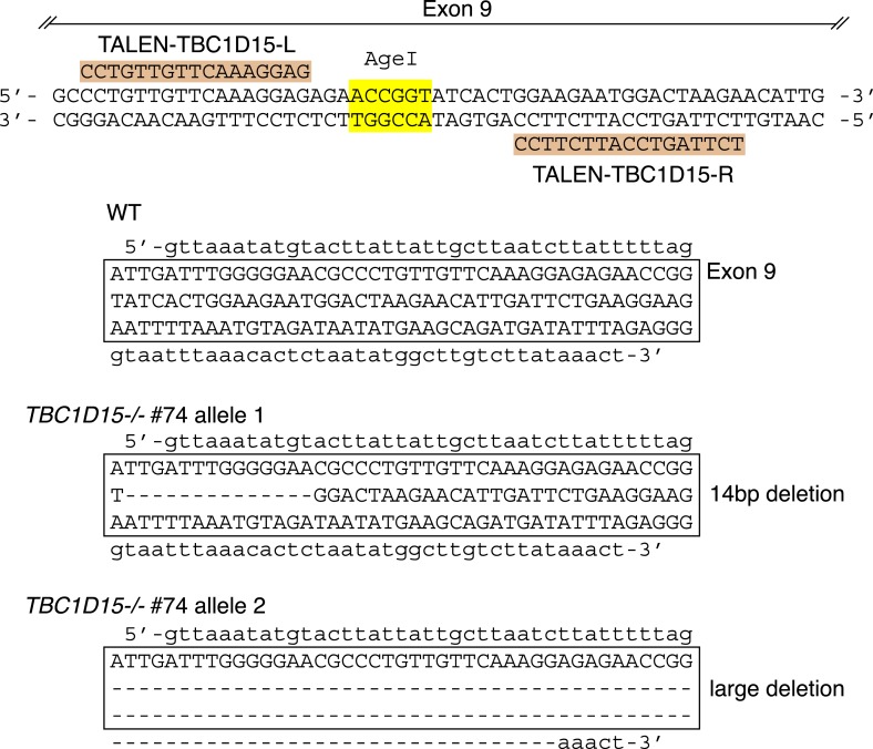 Figure 1—figure supplement 1.