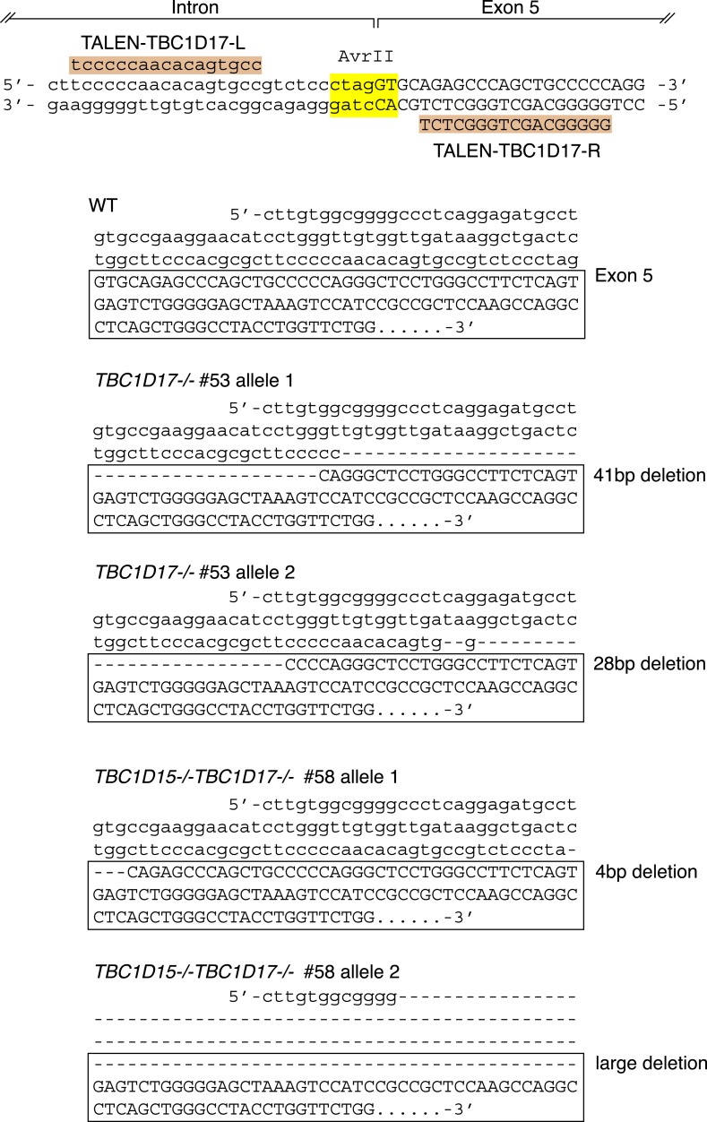 Figure 6—figure supplement 1.