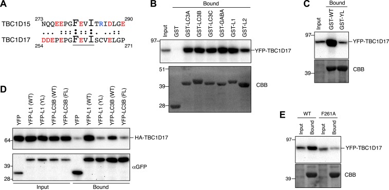 Figure 7—figure supplement 2.