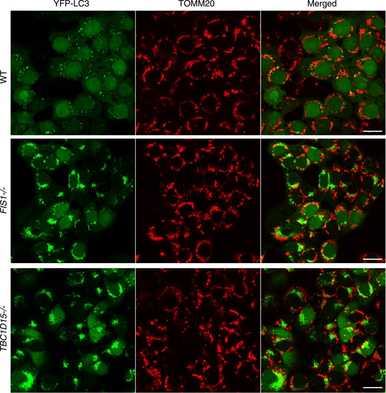 Figure 2—figure supplement 2.