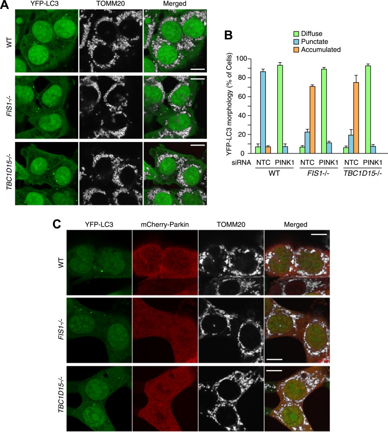 Figure 2—figure supplement 3.