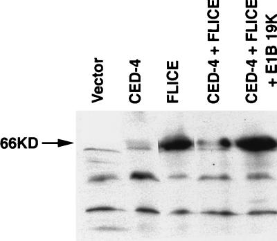 FIG. 9