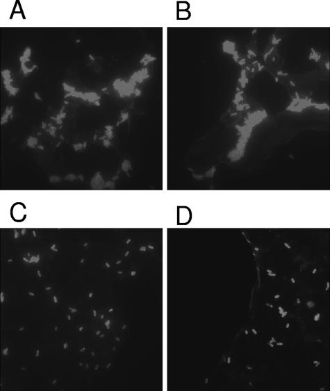 FIG. 5.