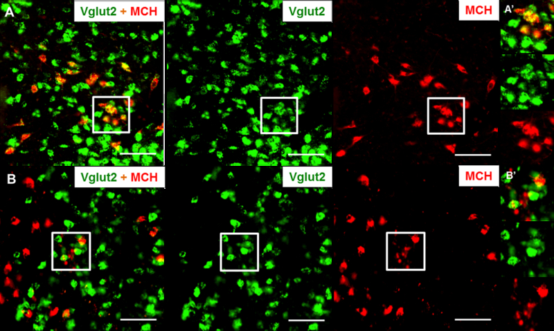 Figure 1: