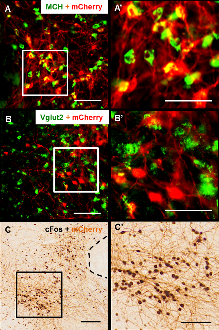 Figure 2: