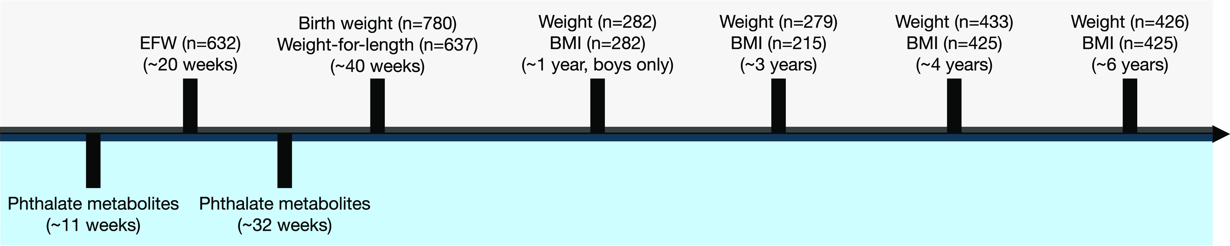 Figure 1 is a timeline in a shape of an arrow pointing to the right and displays the following information (left to right): Phthalate metabolites at approximately 11 weeks; 632 Estimated Fetal Weight outcomes at approximately 20 weeks; Phthalate metabolites at approximately 32 weeks; 780 birth weight outcomes and 637 weight for length outcomes at approximately 40 weeks; 282 weight outcomes and 282 body mass index outcomes at approximately 1 year for boys only; 279 weight outcomes and 215 body mass index outcomes at approximately 3 years of age; 433 weight outcomes and 425 body mass index outcomes at approximately 4 year; and 426 weight outcomes and 425 body mass index outcomes at approximately 6 year.