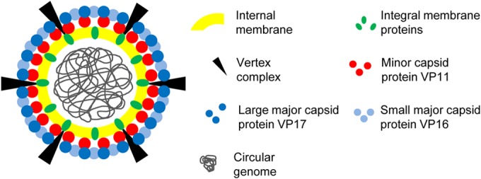 FIG 6