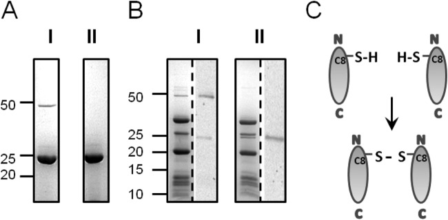 FIG 2