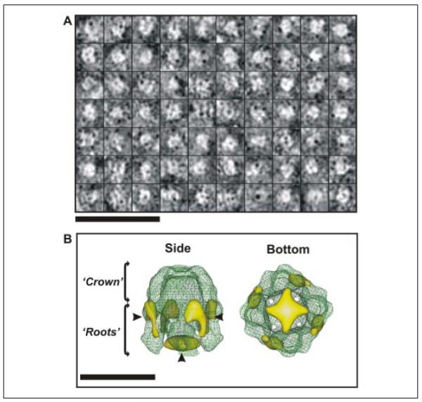 FIGURE 4