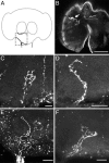 Fig. 5.