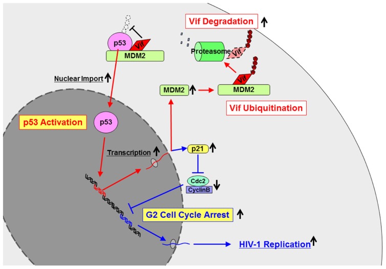 FIGURE 2