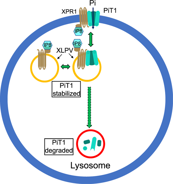 Figure 6.