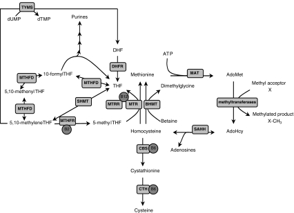 Fig. 1