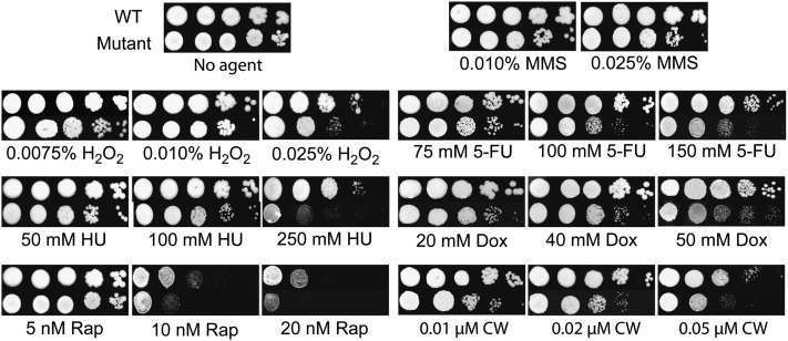 Figure 5 