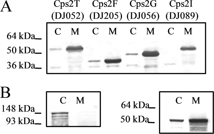 Fig 5