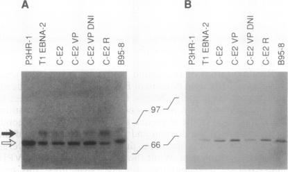 graphic file with name pnas01091-0194-a.jpg