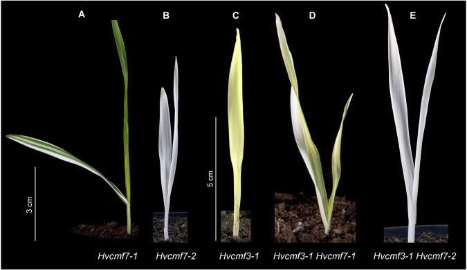 FIGURE 10