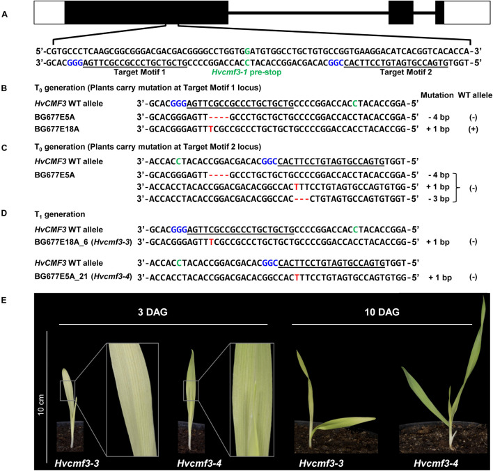 FIGURE 3