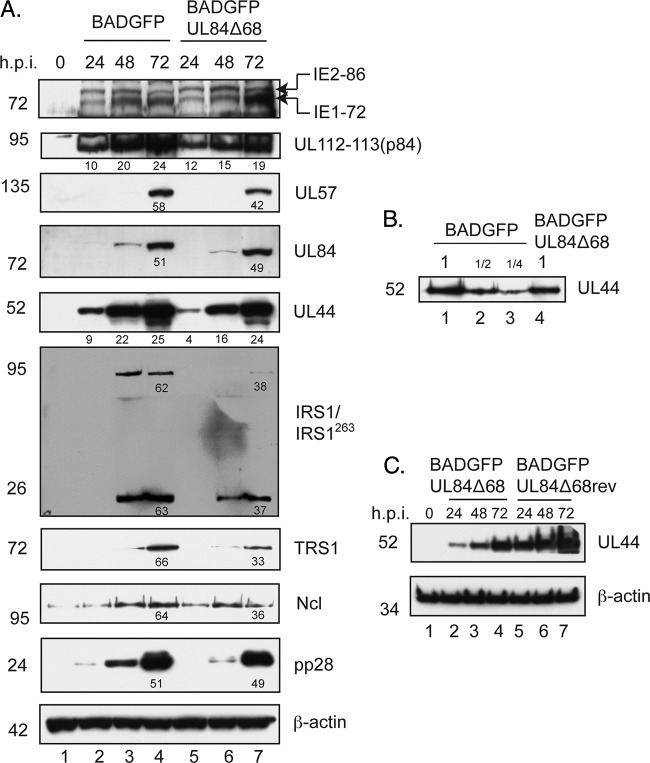 Fig 5