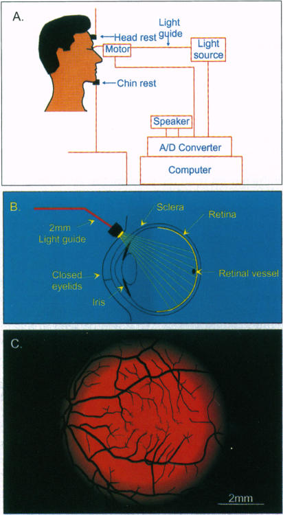 Fig. 1