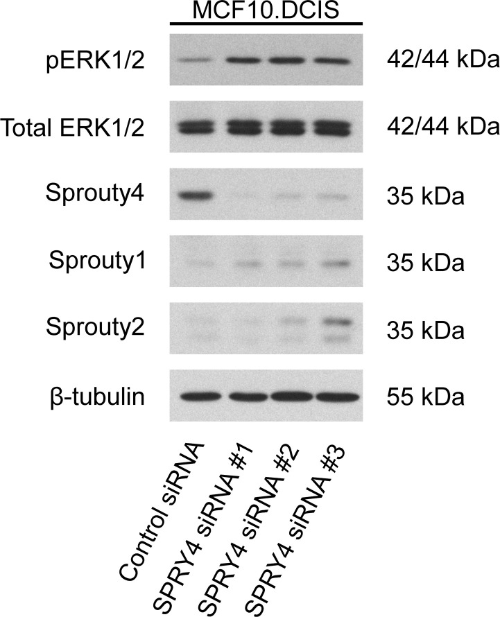 Fig 10