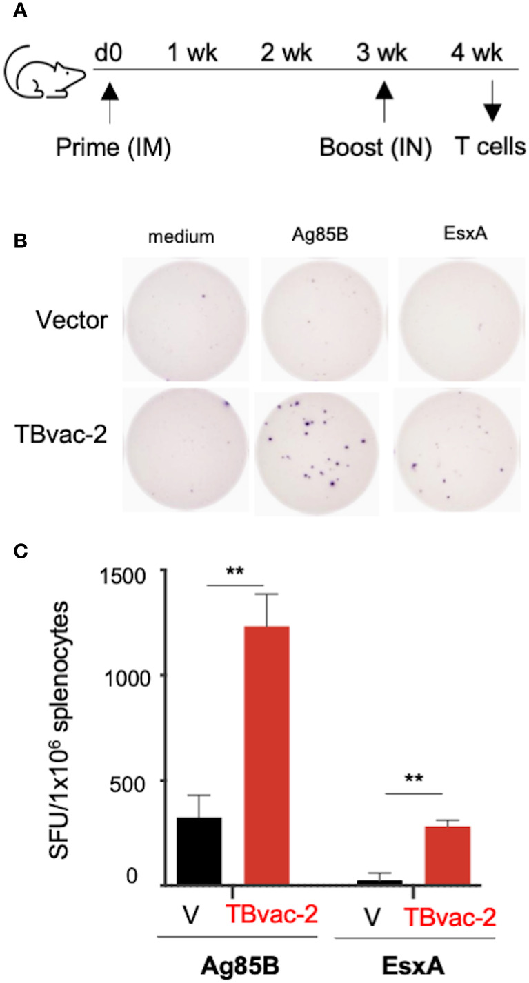 Figure 2