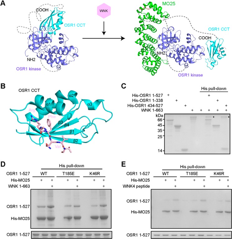 FIGURE 4.