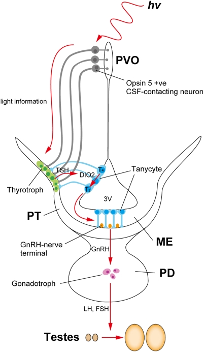 Fig. 4.