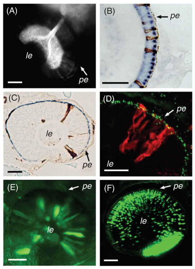 Fig 4