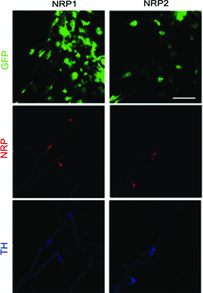 FIG. 4.