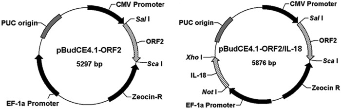 FIG. 1.