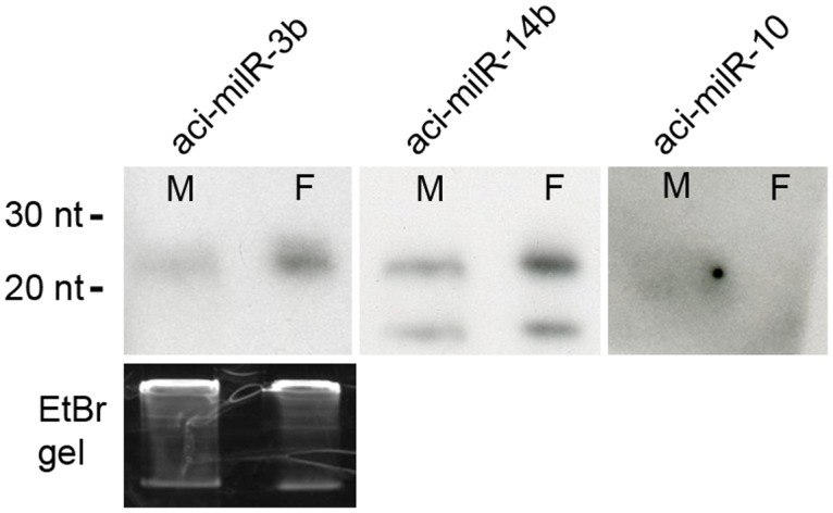 Fig 5