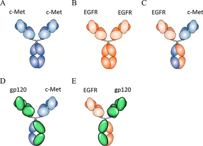 FIGURE 1.