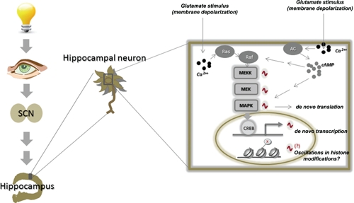 FIGURE 1