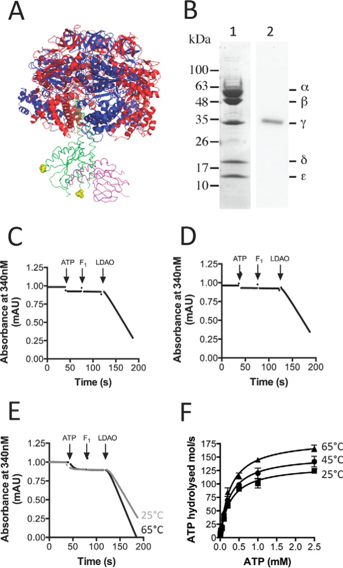 FIGURE 1.