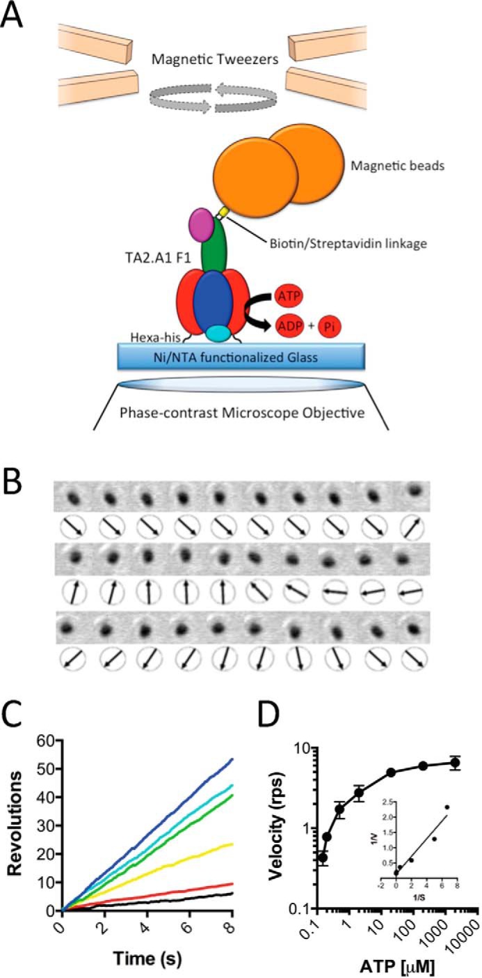 FIGURE 4.