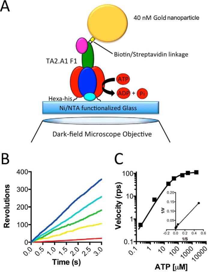 FIGURE 2.