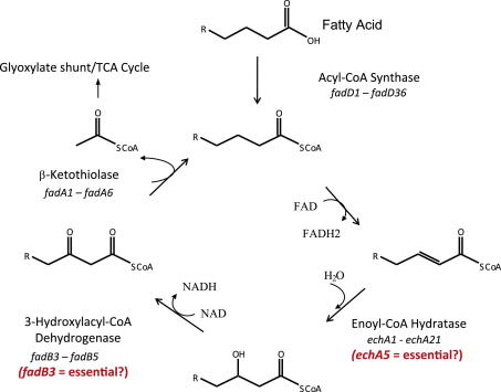 Figure 1