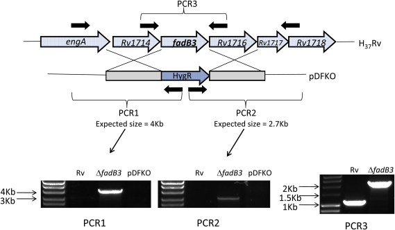 Figure 3