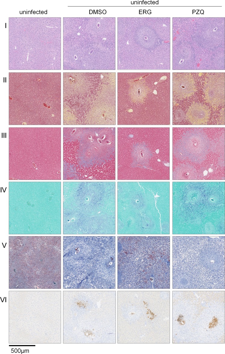 Figure 6—figure supplement 2.