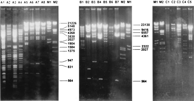 FIG. 1.