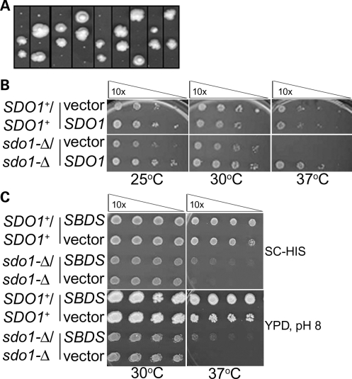 Figure 3.