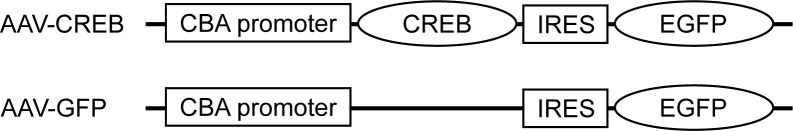 Figure 1—figure supplement 1.