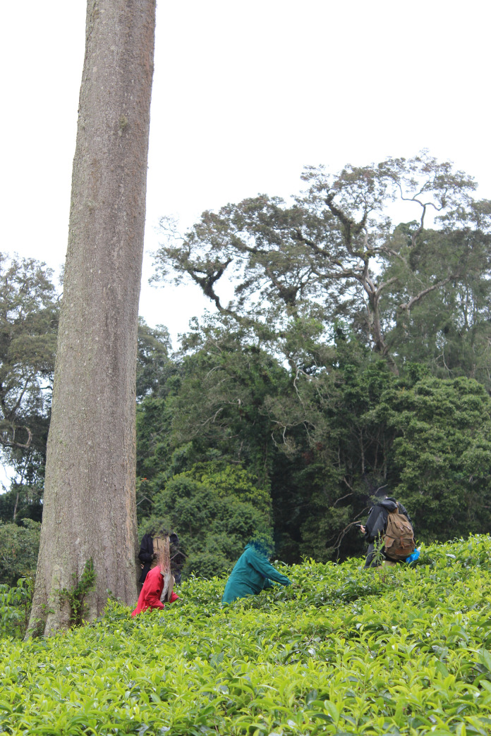 Fig 1