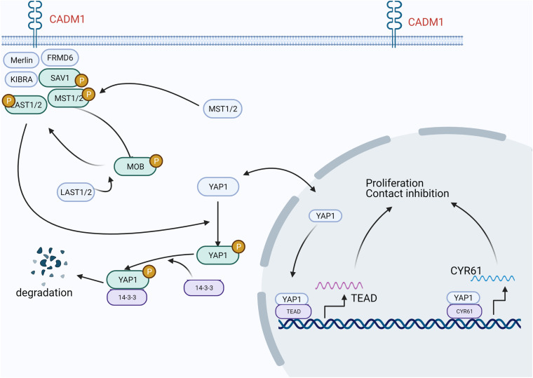 FIGURE 1