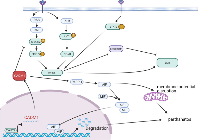 FIGURE 2