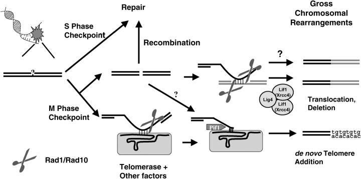 Figure 4.—